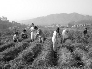 Culture des pommes de terre par les enfants de PCH, Panauti, vers 2002.